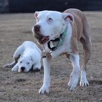 Candice Masters - @pibble_momma23 - Instagram