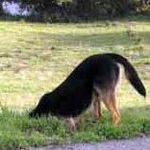 Candice Masters - @mastersdogtraining - Instagram