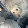 Candice Mayes - @candice.mayes - TikTok