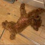 Candice Schmidt - @candice.schmidt71732 - Instagram