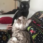 BengalsFrodoRook - @candicemichellesmithshorter - Instagram