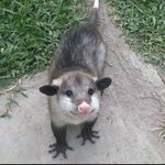 juatina - @candicesilverman1 - Instagram