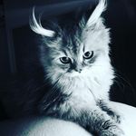 Candice Watson - @candywatt - Instagram