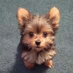 Candy Whitlock - Facebook