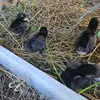 Candice Wireman - @candice.wireman - TikTok
