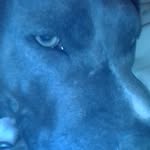 stella - @candicewitcher1 - Instagram