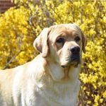 Candice Young(Owner Breeder) Kimber Gutierrez (acct manager) - @candylabradors - Instagram