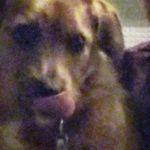 candy ambrose - @candy_the_cute_dog - Instagram