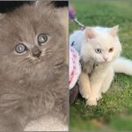 Wasan’s cats🐾 - @candy_bella2 - Instagram
