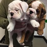 Candy Bright Puppies - @jossielyzl.candy - Instagram