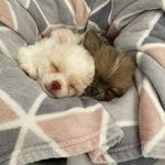 Bruce&Candy🐾 - @bruceandcandy - Instagram