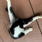 candy - @candy__buddy - Instagram