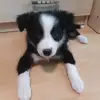 Candy🍬🍭 - @candy.burger.collie - TikTok