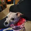 izzy - @candybutler2 - TikTok