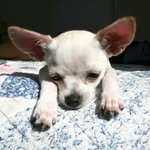 candy/candela/candyperreo - @candy.landiaa - Instagram