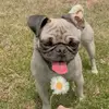 Las locuras de candy - @candy_candelaria1 - TikTok