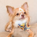 Candy 🐶 - @candy_candido - Instagram