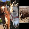 A horse gang xxx - @candy.canter - TikTok