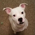 Candy Carson Bowman - @candys_outlaws - Instagram