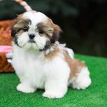 Candy Casanova ( Shih Tzu) - @1candycasanova1 - Instagram