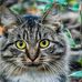 Candy Case - Facebook