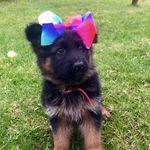 Candy, Guinness and Casey - @dog.life_101 - Instagram