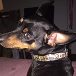 Dyson, Candy, Casey, & Indiana - @dysontheminpin - Instagram