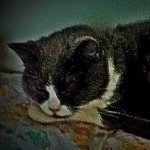 Kitty, Belle, Candy, Casey - @kitty_belle_candy_casey - Instagram