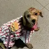 candycastle - @candycastle - TikTok