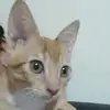 CANDY CATT 🐈 - @candycattcandy - TikTok