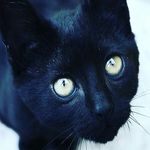 candy catt ♡♢♡ - @canndy_catt - Instagram