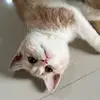 CandyCatt_Family - @candycatt13 - TikTok