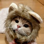 🍡麻吉&黑糖🍪🐈 - @mochi.candycatt - Instagram