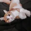 Sekerkedyy🐾🍬 - @candycatt9 - TikTok