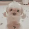 Hehehe - @candycharles_ - TikTok