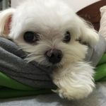 Candy Chiao - @candy_chiao - Instagram