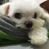 Candy Chiao - @chiao0204 - TikTok