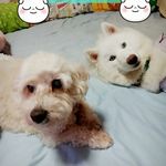 Candy_ChineDogCute 89 - @candy_chinedogcute89 - Instagram