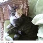 Candy chou 🥰 - @candy_ma_vie - Instagram