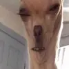 corey_queenofcandy - @corey_queenofcandy - TikTok