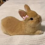 Candy Cotton - Facebook