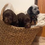 Candy Easter - @the_horse_family3 - Instagram
