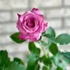 Candice Grantham-Wallace - @candice.granthamw - TikTok