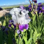 Candy Hatch - @rgmarocks - Instagram