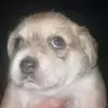 chicharrón prensado - @candyjump7 - TikTok