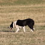 Candy Kennedy - @abcollie333 - Instagram