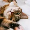 CandyKennedyk0ZRRy - @candykennedyk0zrry - TikTok