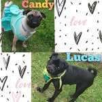 Candy&Lucas_pug🐶 - @candylucas_pug - Instagram