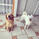 🐾Candy🐶❤️ • 🐾Luna🐶💜 - @candyluna25 - Instagram