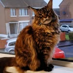 Candy - @candy_maine - Instagram